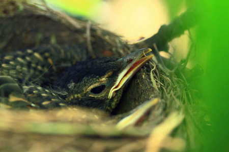 Grow up hatchling of American Robin Bird in the nest over the apple tree during the early summer waiting to be fed up from their parents.の写真素材