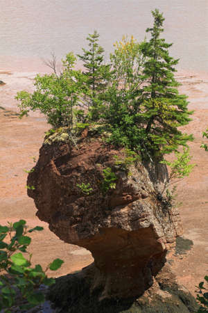 Hopewell Rocks are natural Formations with different sizes dark sedimentary formed by tidal erosion from shoreline of Bay of Fundy in New Brunswick, top part is covered by bushes and small treesの写真素材