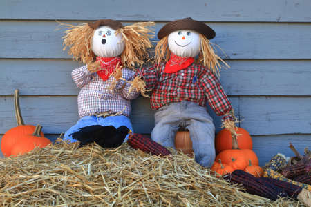 Humorous Thanksgiving picture - two scarecrow dolls guarding pumpkins and corn, surprised from crow eating (picking) seeds from maize (corn on knob) (one of them has very surprise expression on face)の写真素材