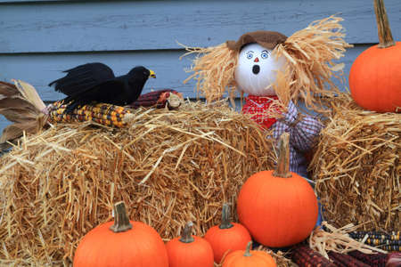 Humorous Thanksgiving picture - scarecrow dolls guarding pumpkins and corn, surprised from crow eating (picking) seeds from maize (corn on knob) he has very surprise expression on faceの写真素材