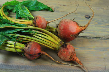Fresh harvested from the soil and washed Bunch of Golden Beets (edible golden colored tuberous roots...