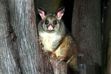Australia common brushtail possum