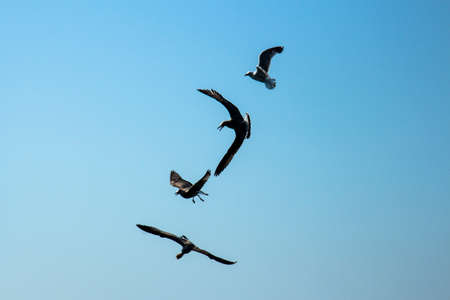 gulls aloftの写真素材