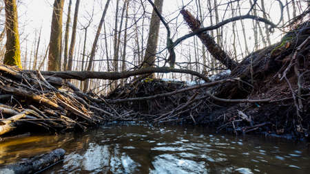 windbreakage on polluted river in spring