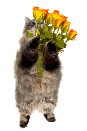 funny cat with flowersの写真素材
