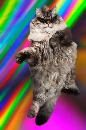 stylish cat in sunglasses dance and jumpの写真素材