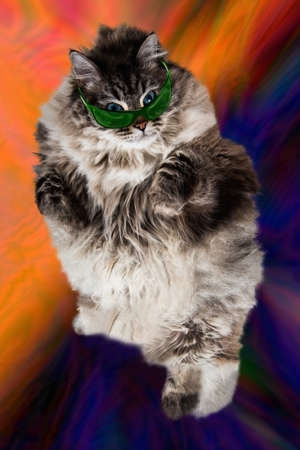 stylish cat in sunglasses dance and jumpの写真素材