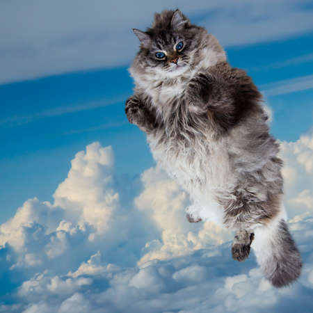 Funny Fat cat flying in the skyの写真素材
