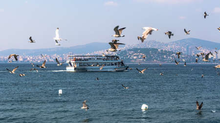 ferries accompanied by seagulls floating in view of the Princes' Islandsのeditorial素材