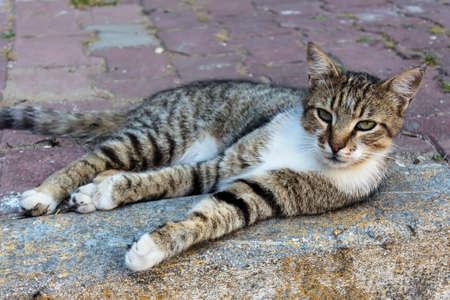 stray cats on the streets of the resort townの写真素材