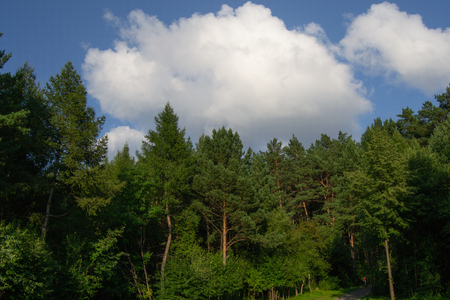 forestの写真素材