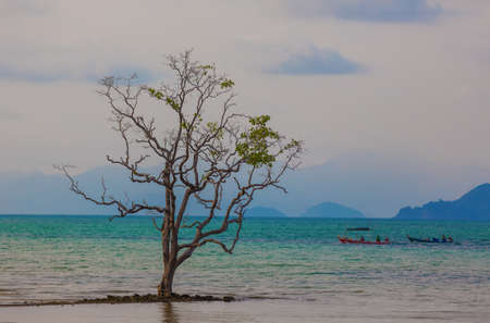 lonely tree in the seaの写真素材