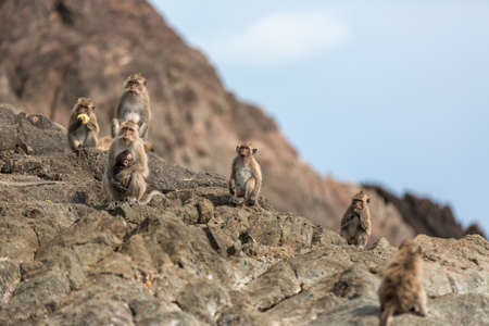 Monkey on the rocksの写真素材