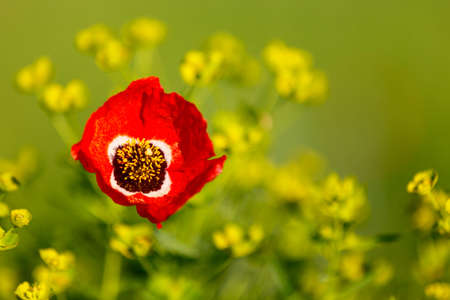 red poppies