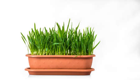 Green grass in a potの写真素材