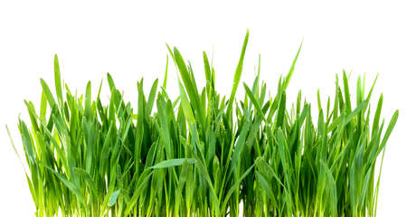 Green grassの写真素材