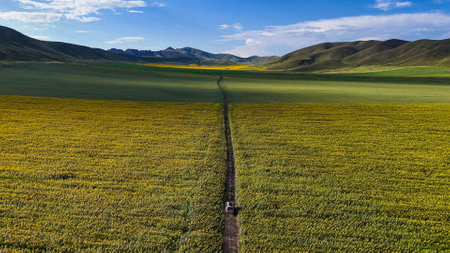 Aerial view of sunflower field in Qinghai, China.