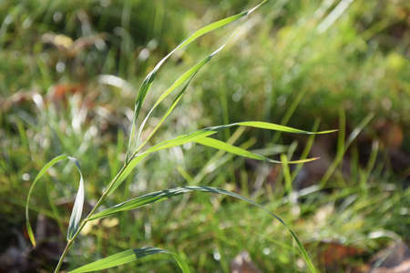 Sprout of sedge close-up.
