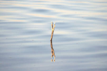 A slingshot of wood sticks out above the water surface. The picture was taken in the daytime, on a...