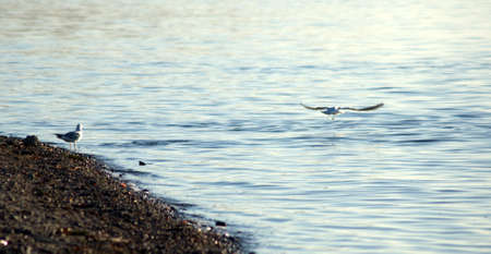 The seagull flies over the water surface. The picture was taken on a warm autumn evening.