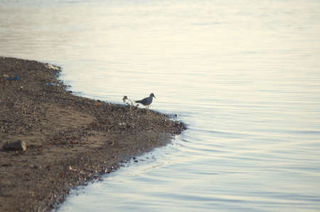 A seagull on the bank of river pebbles, stands in the water. The picture was taken in the daytime,...