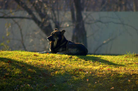 A stray dog basks in the sun on a grassy lawn among the trees in the park. Snapshot with natural...