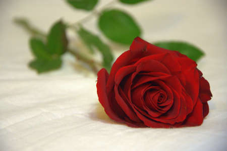 Red rose on a white background. Close up shot.の写真素材