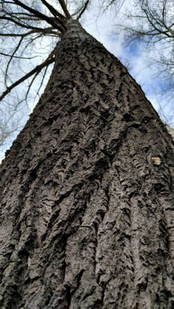 A tree trunk with branches against the sky and clouds, shot from a lower angle.