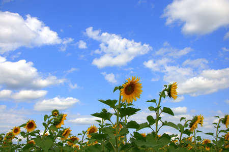 Ripe sunflower flowers under a blue cloudy sky.の写真素材