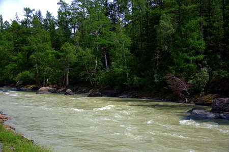 Forest stony coast, swiftly turquoise river. Altai, Siberia Russia