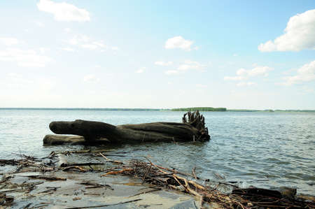 A large dumped log lies in the water on the sandy shore of a large lake. Novosibirsk reservoir.の写真素材