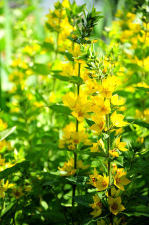 Shrub plant with flower buds of bright yellow color. Close-up.