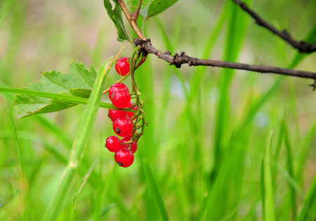 Several berries of ripe red currants hang on a bush surrounded by green leaves. Background blur...