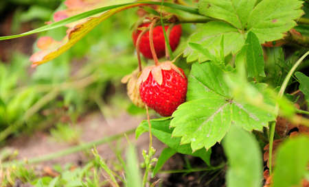 Two ripe red strawberries hang on a bush near the ground. Gardening.