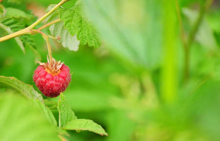 Ripe bright red raspberry berry hangs on a branch in the garden, a shot with blurred background....