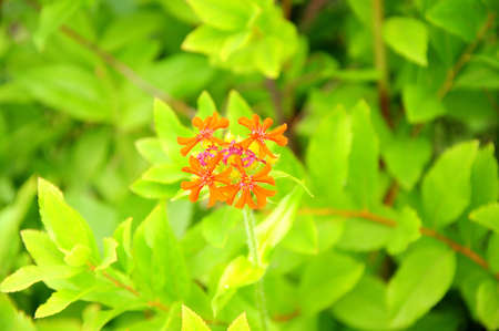A small bunch of orange flowers on the edge of a branch against the background of a green bush....