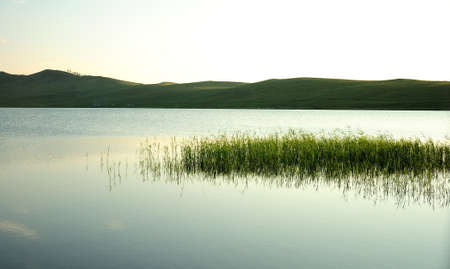 Small thickets of reeds are like an island on the water near the shores of a picturesque lake in a...