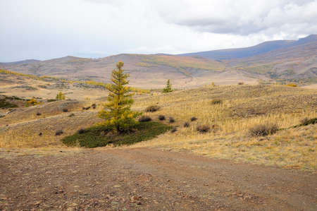 Young larch stands in the center of a green meadow surrounded by autumn steppe. Kuraiskaya steppe,...