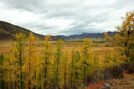 A look through the autumn pines to the picturesque intermountain valley under the cloudy autumn sky....