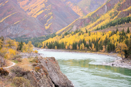 The trail goes along the top of a steep cliff overhanging a turbulent stream of a mountain river flowing through an autumn valley. Katun, Altai, Siberia, Russia.の写真素材