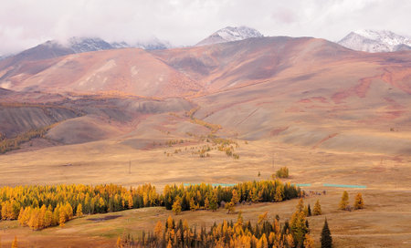 A small coniferous forest, yellowed from autumn, in the steppe at the foot of high snow-capped mountains. Kuraiskaya steppe, Altai, Siberia, Russia.の写真素材