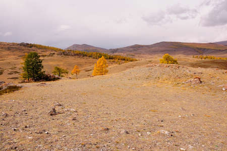 Hilly steppe with sparse conifers and snow-capped mountain peaks in the background. Chuya steppe, Altai, Siberia, Russia.の写真素材