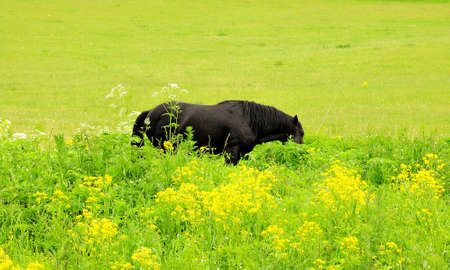 A young handsome black stallion stands in the tall grass, bowed his head in search of food. Altai, Siberia, Russia.の写真素材