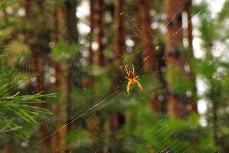 A large spider in the center of a spider web on conifers in the early morning. Karakansky Bor,...