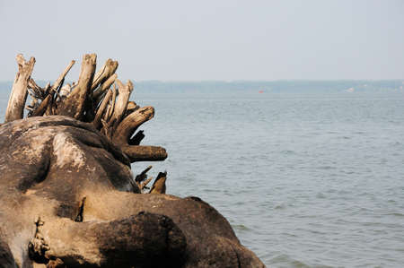 A large log of a felled tree with large roots lies on the shore of a large lake on a sunny summer day. Novosibirsk reservoir, Siberia, Russia.の写真素材
