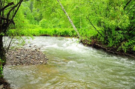 A swift stream of a mountain river flows through a summer forest after a rain. Iogach River, Altai,...