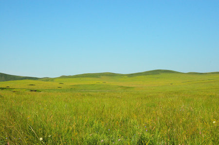 A huge field on a clear summer day at the foot of high hills in the steppe. Khakassia, Siberia, Russia.の写真素材