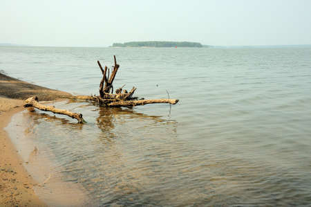 A large root of a fallen tree on the sandy shore of a large lake in the early morning. Novosibirsk reservoir, Siberia, Russia.の写真素材