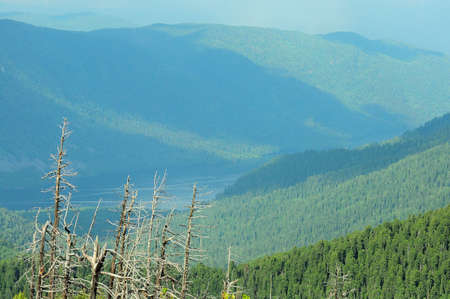 A look through the withered trunks of tall pines at a picturesque lake surrounded by mountains....