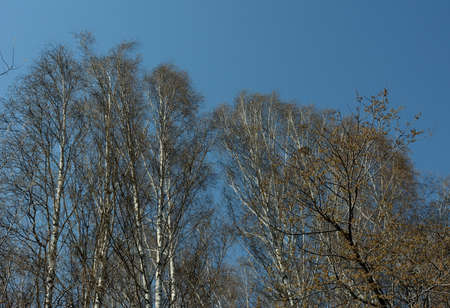 View from below at the tree tops without leaves and the blue sky in early spring. Novosibirsk...